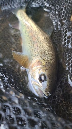 えにわ湖