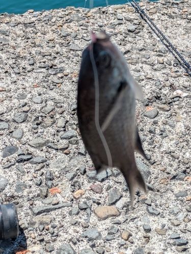 スズメダイの釣果