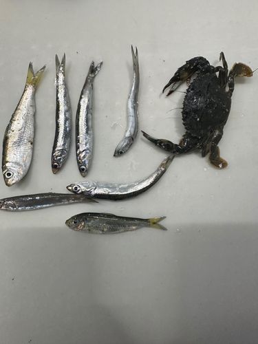 イワシの釣果