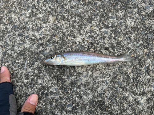 キスの釣果