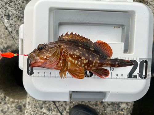 カサゴの釣果