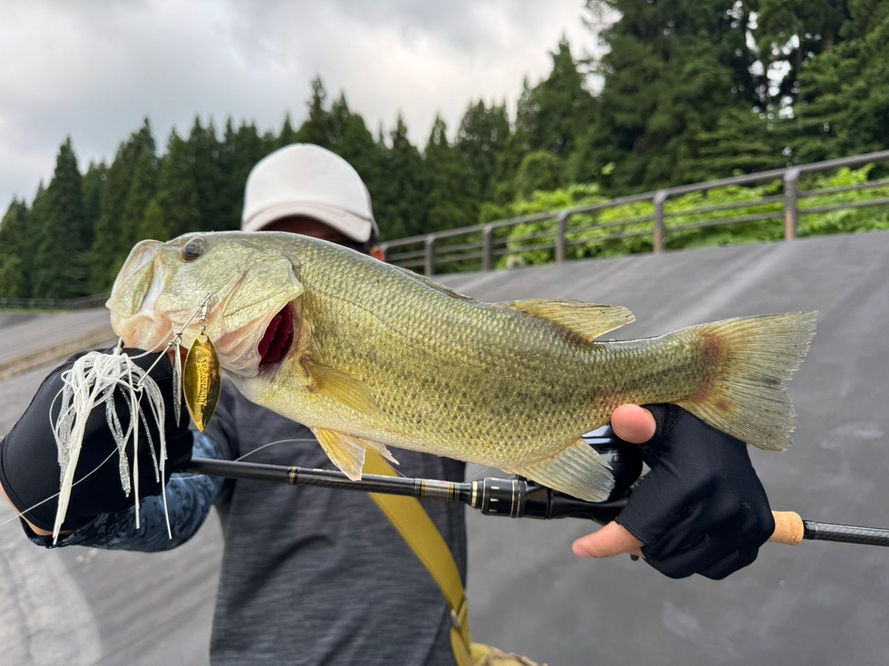 ラージマウスバス