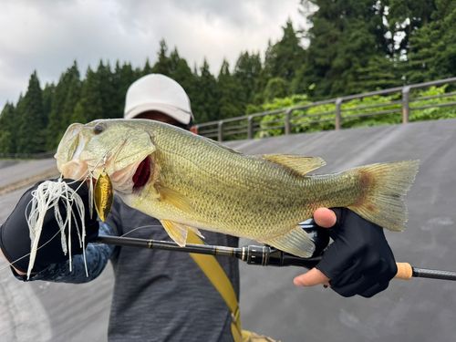 ラージマウスバスの釣果