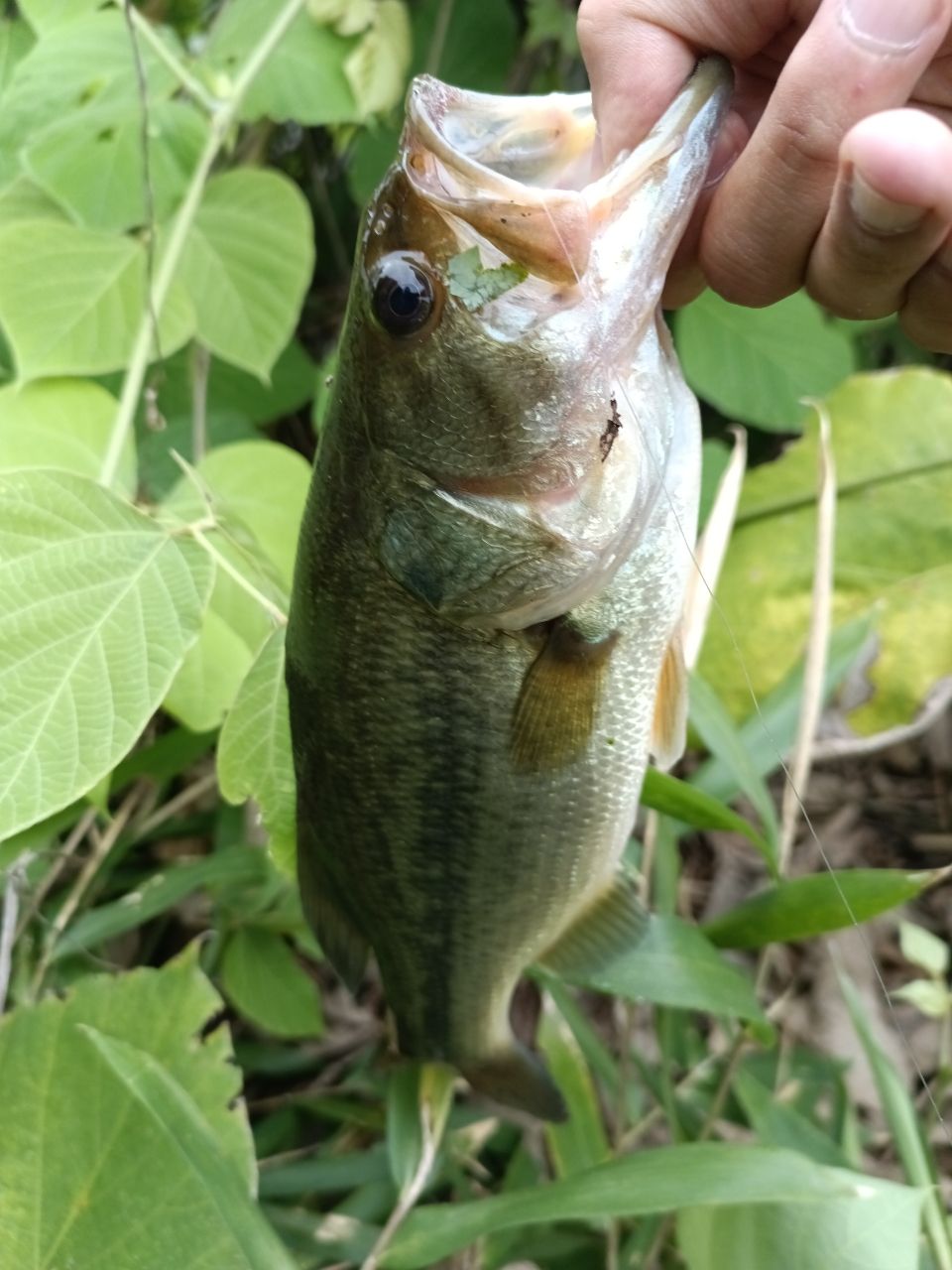 ラージマウスバス