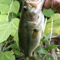 ラージマウスバス