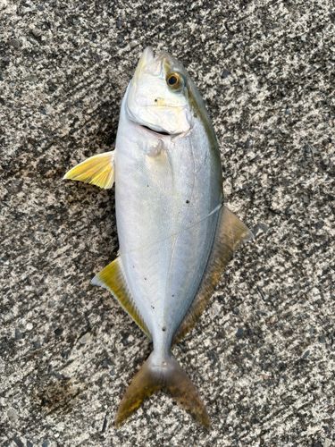 ヒラマサの釣果