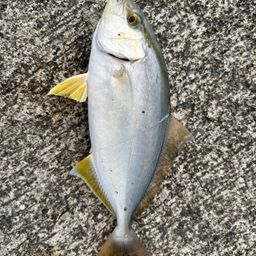 ヒラマサ