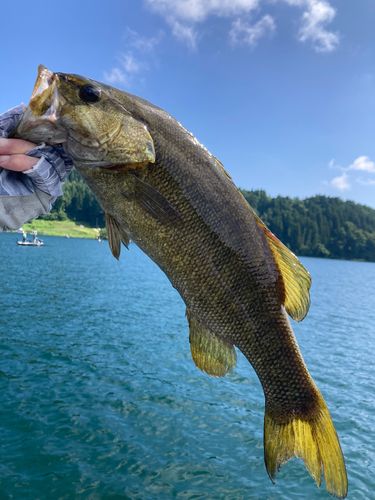 スモールマウスバス