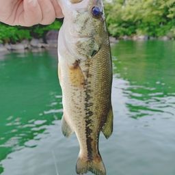 ラージマウスバス