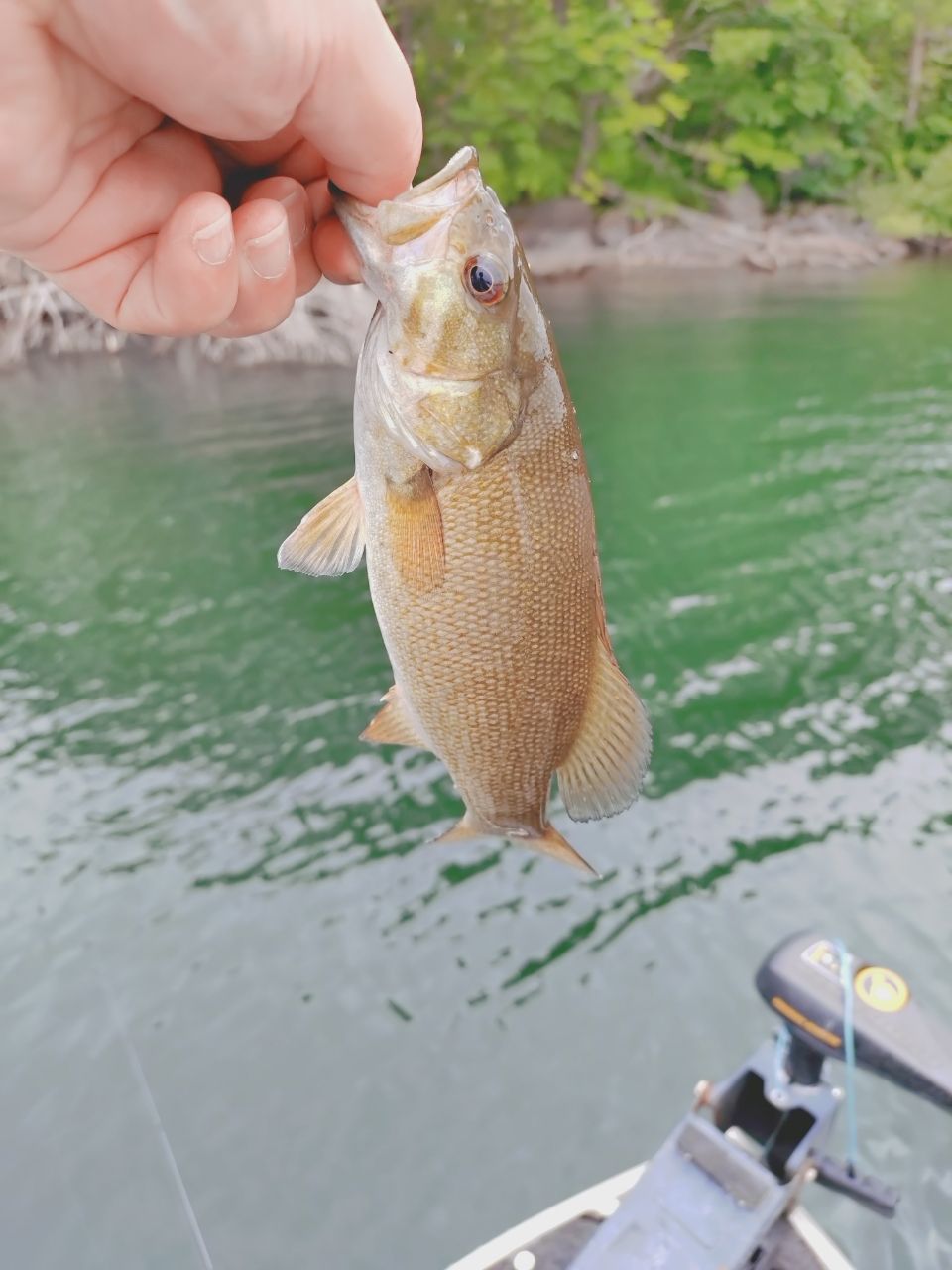 スモールマウスバス