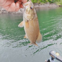 スモールマウスバス