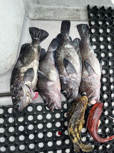 ソイの釣果