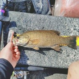 スモールマウスバス