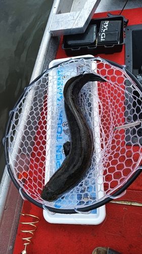 ライギョの釣果