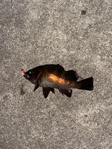 メバルの釣果