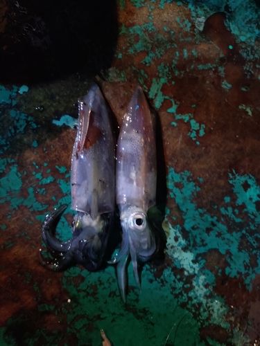 ケンサキイカの釣果