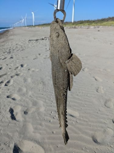 マゴチの釣果