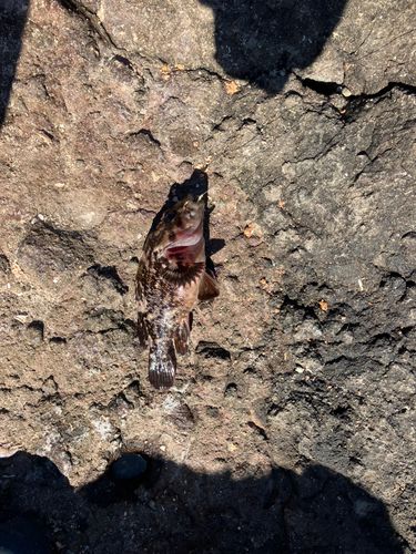 ムラソイの釣果