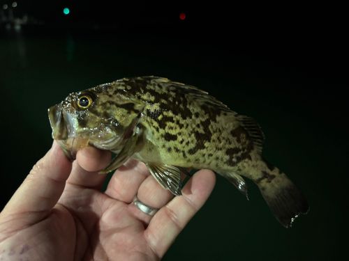 クロソイの釣果