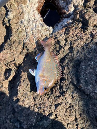 チャリコの釣果