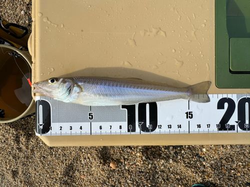 シロギスの釣果