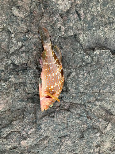 キジハタの釣果