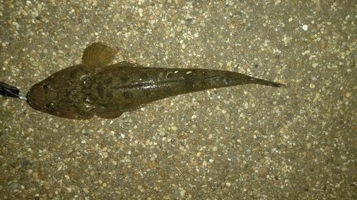マゴチの釣果