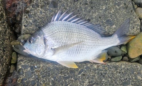 キビレの釣果