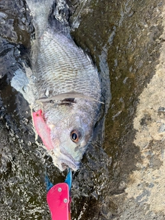 キビレの釣果
