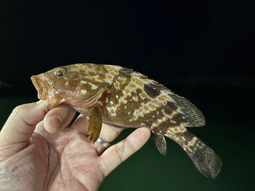 キジハタの釣果