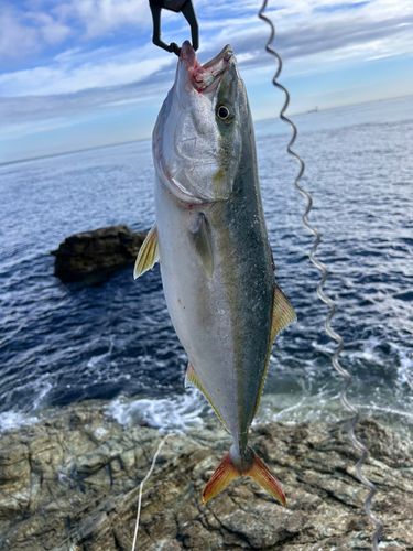 メジロの釣果