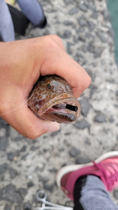 オオモンハタの釣果