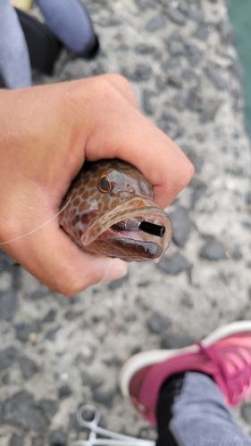 オオモンハタの釣果
