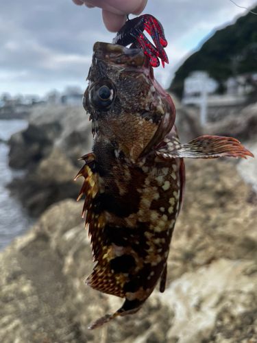 カサゴ