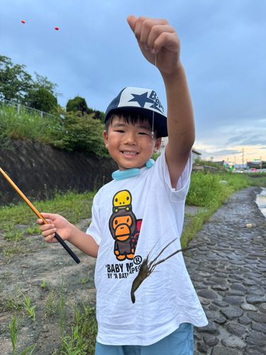 テナガエビの釣果