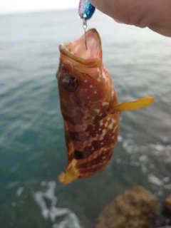 キジハタの釣果