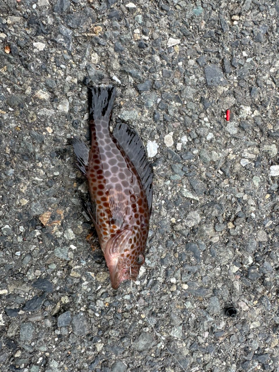 メゴチ