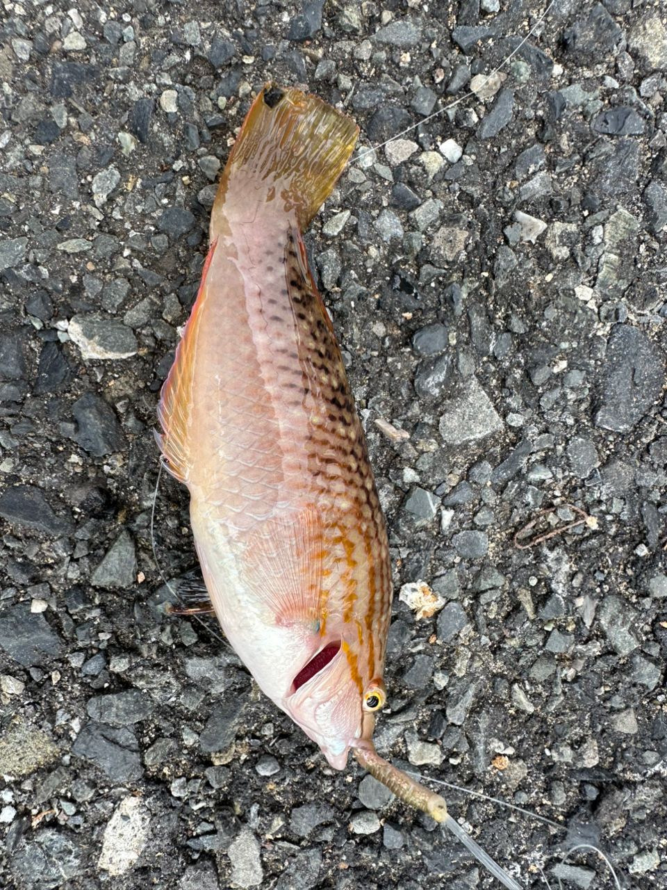 メゴチ