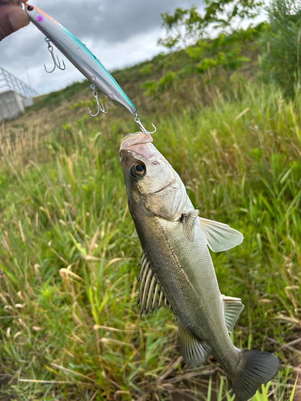 セイゴ（マルスズキ）