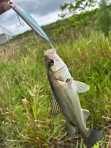 セイゴ（マルスズキ）の釣果