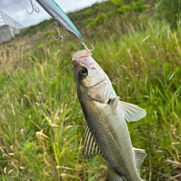 セイゴ（マルスズキ）