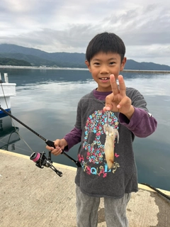 イカの釣果