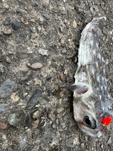 イシガキフグの釣果