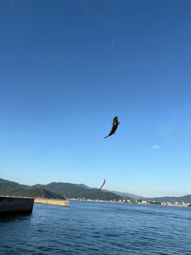 クサフグの釣果