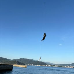 クサフグ