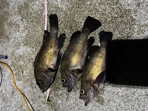 メバルの釣果