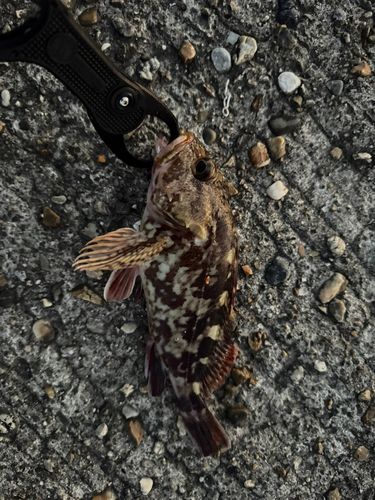カサゴの釣果