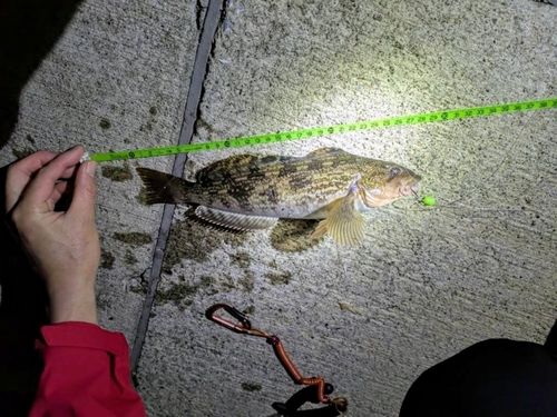 アイナメの釣果