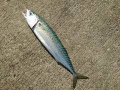 サバの釣果