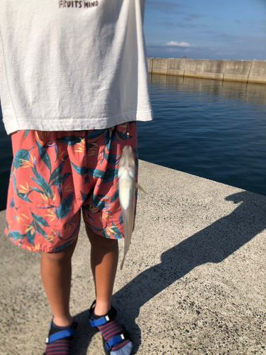 シロギスの釣果